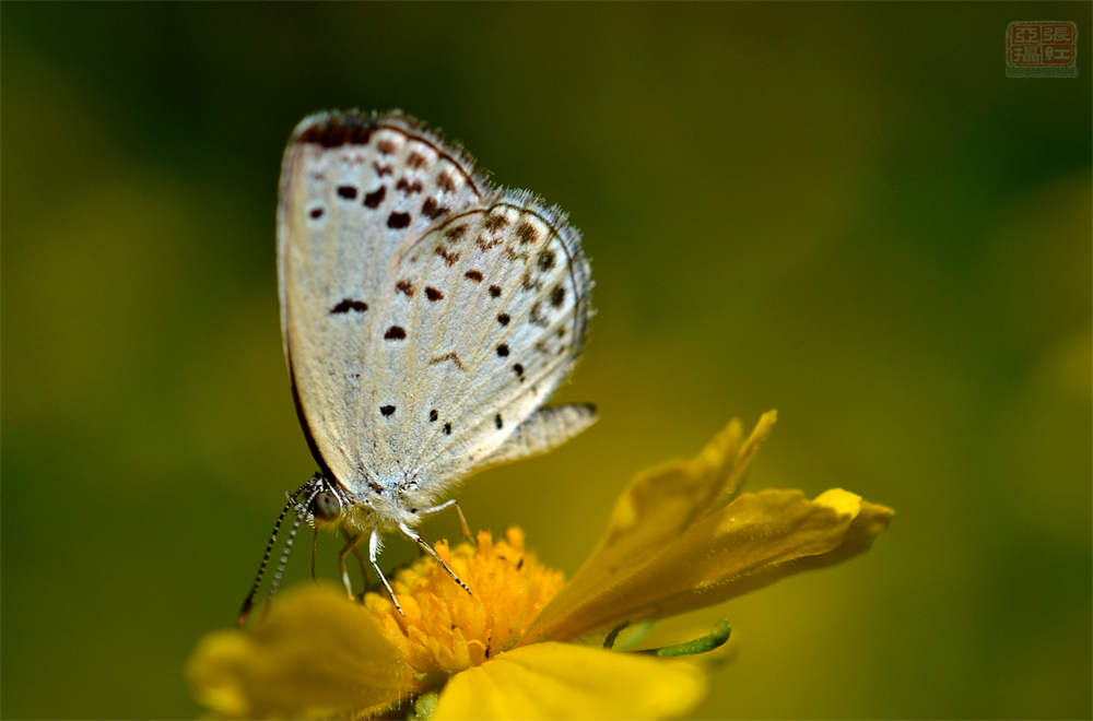 送你一颗心——堆心菊(图6)