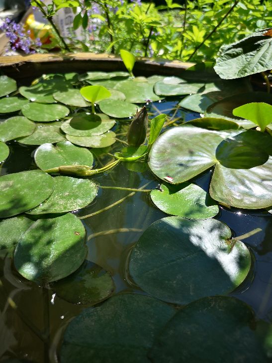水中的诱惑——水罂粟 - 功圣花卉