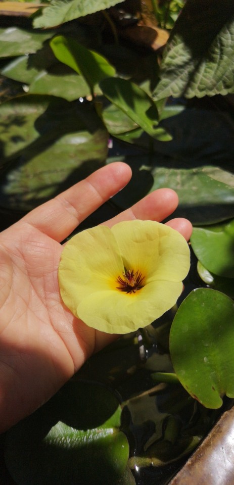 水中的诱惑——水罂粟(图2)