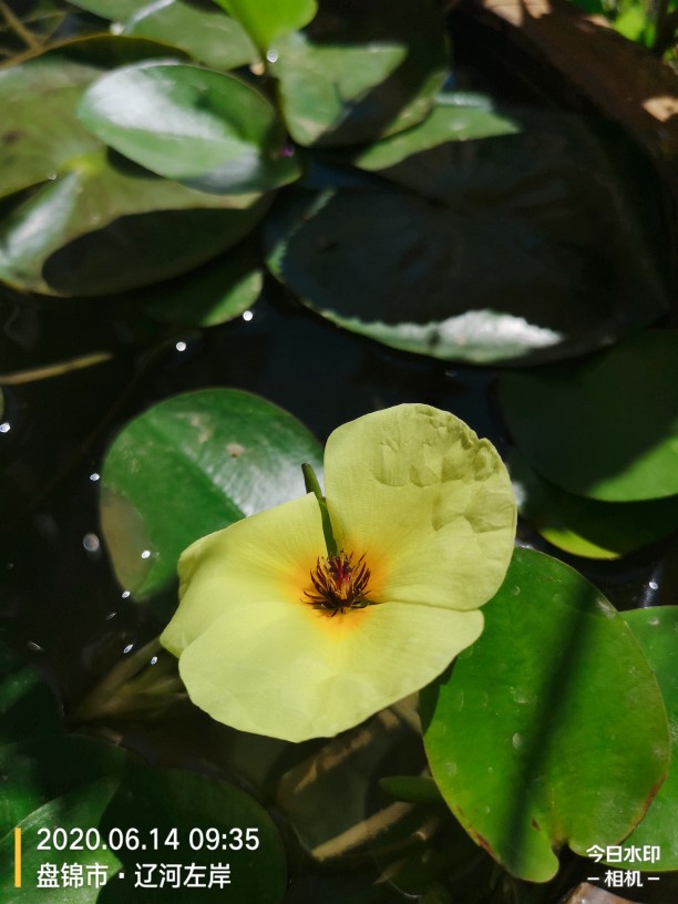 水中的诱惑——水罂粟(图3)