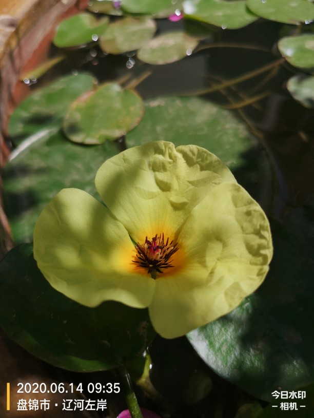 水中的诱惑——水罂粟(图5)