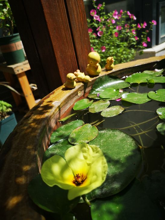 水中的诱惑——水罂粟(图6)