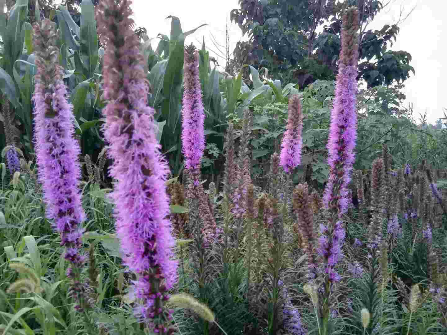 蛇蝎美人蛇鞭菊(图1)