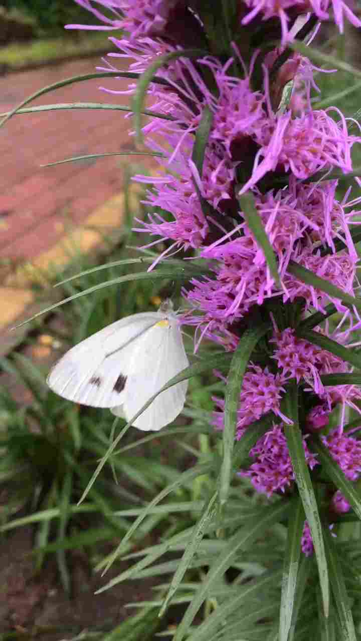 蛇蝎美人蛇鞭菊(图2)