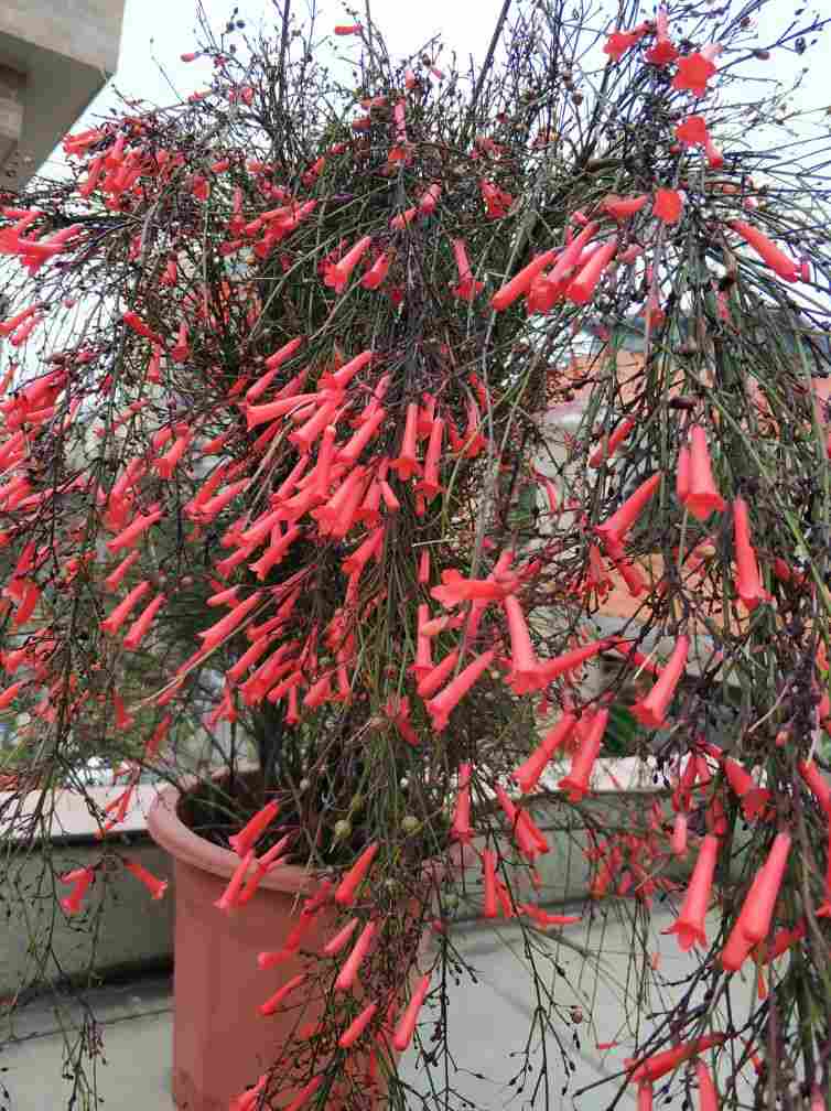 爆竹声中一岁除——爆仗竹(图1)