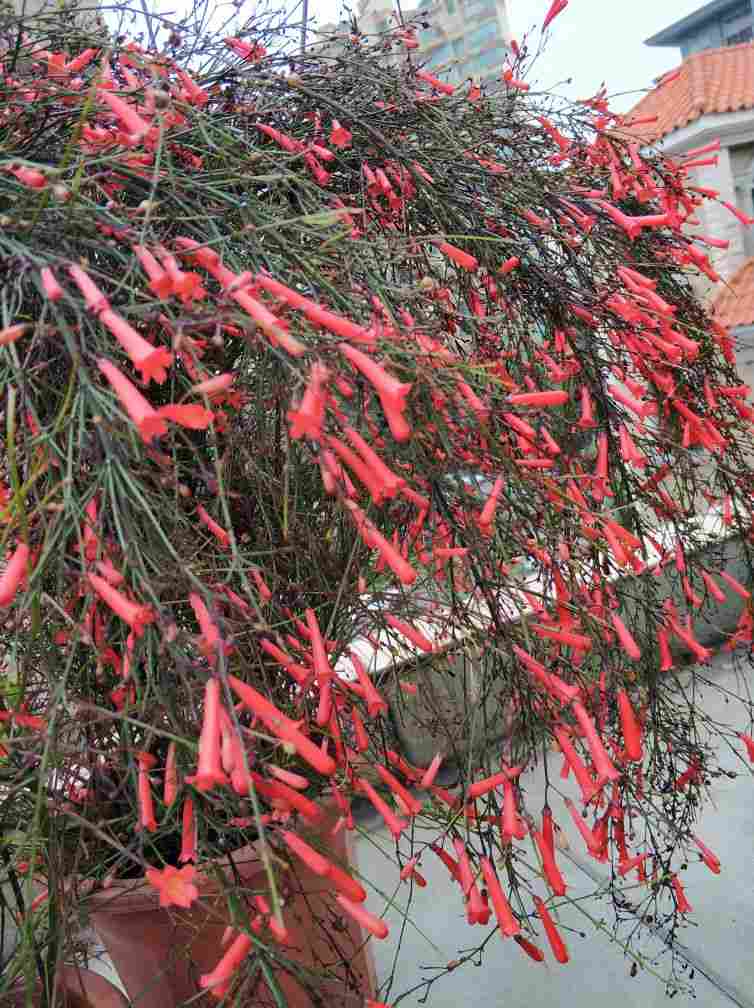 爆竹声中一岁除——爆仗竹(图2)