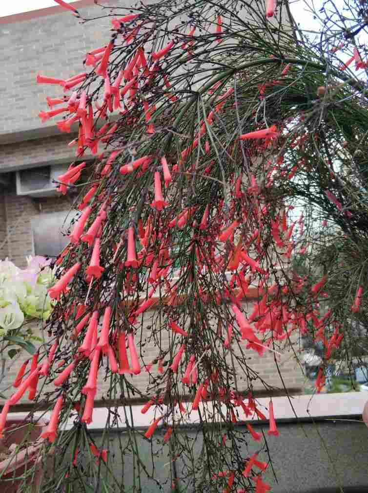 爆竹声中一岁除——爆仗竹(图3)