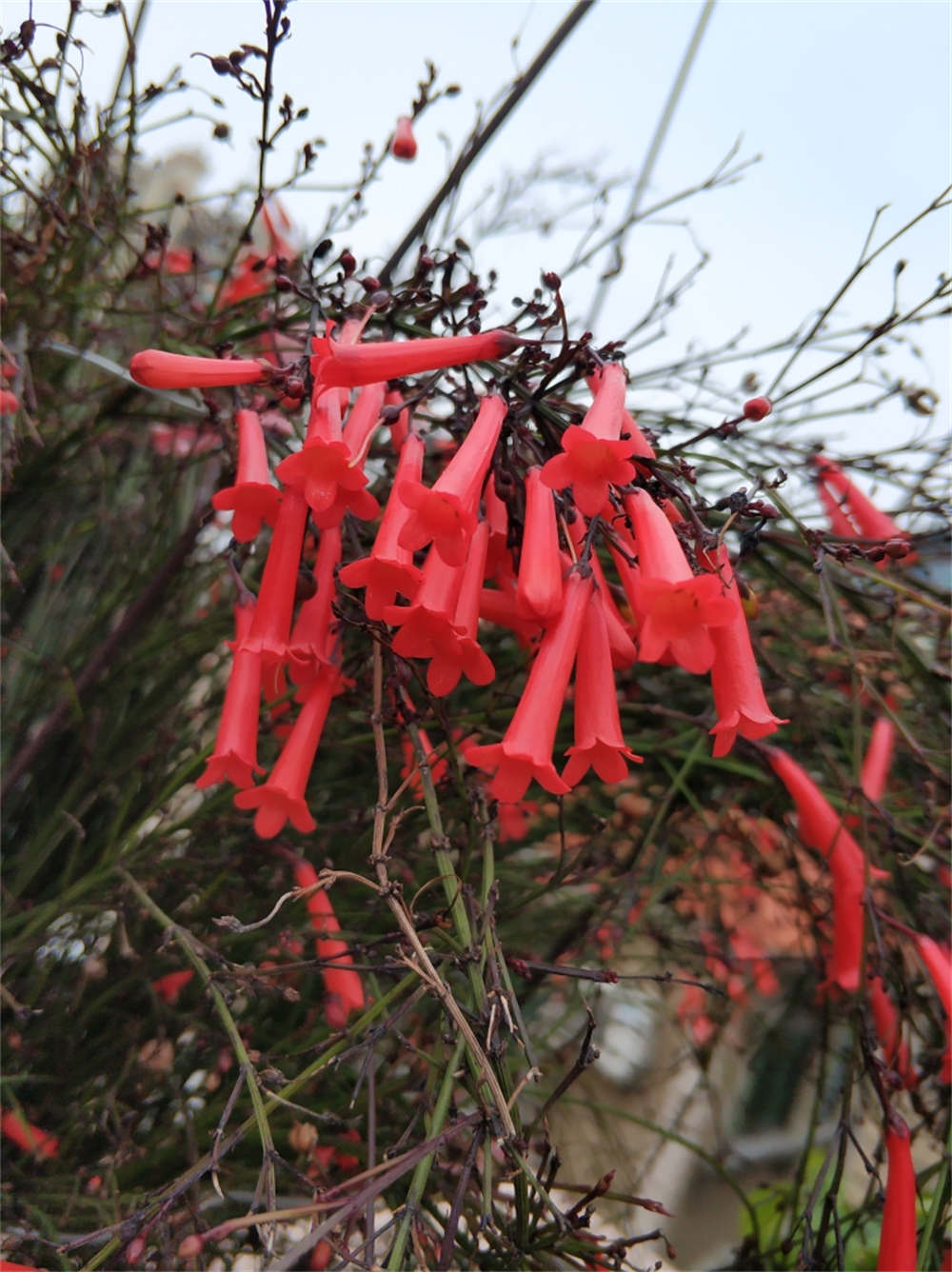 爆竹声中一岁除——爆仗竹(图4)