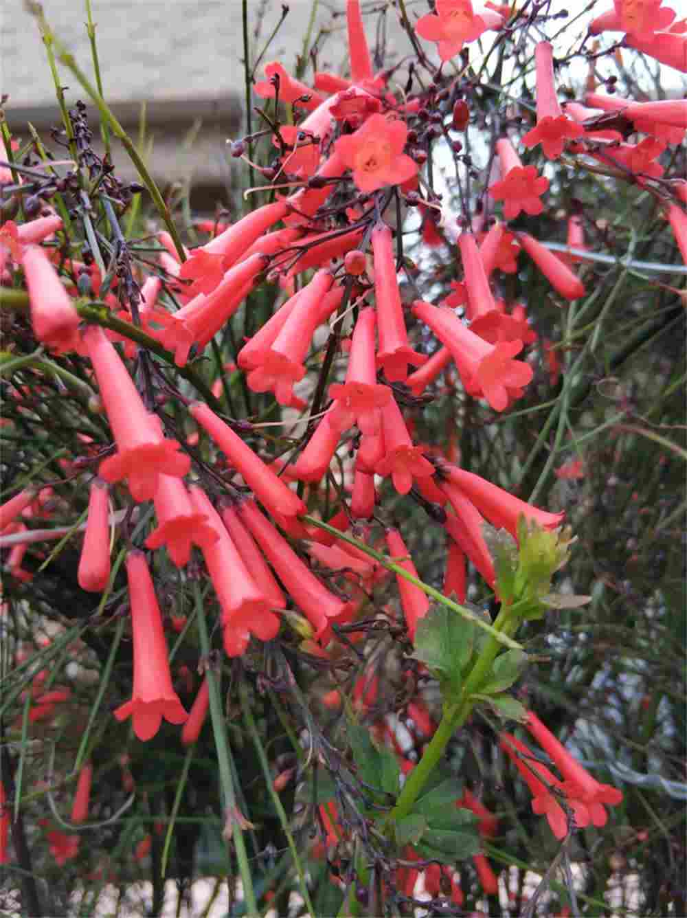 爆竹声中一岁除——爆仗竹(图5)