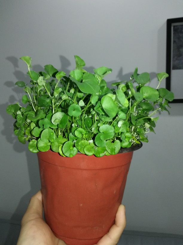 绿油油的马蹄——马蹄金(图1)