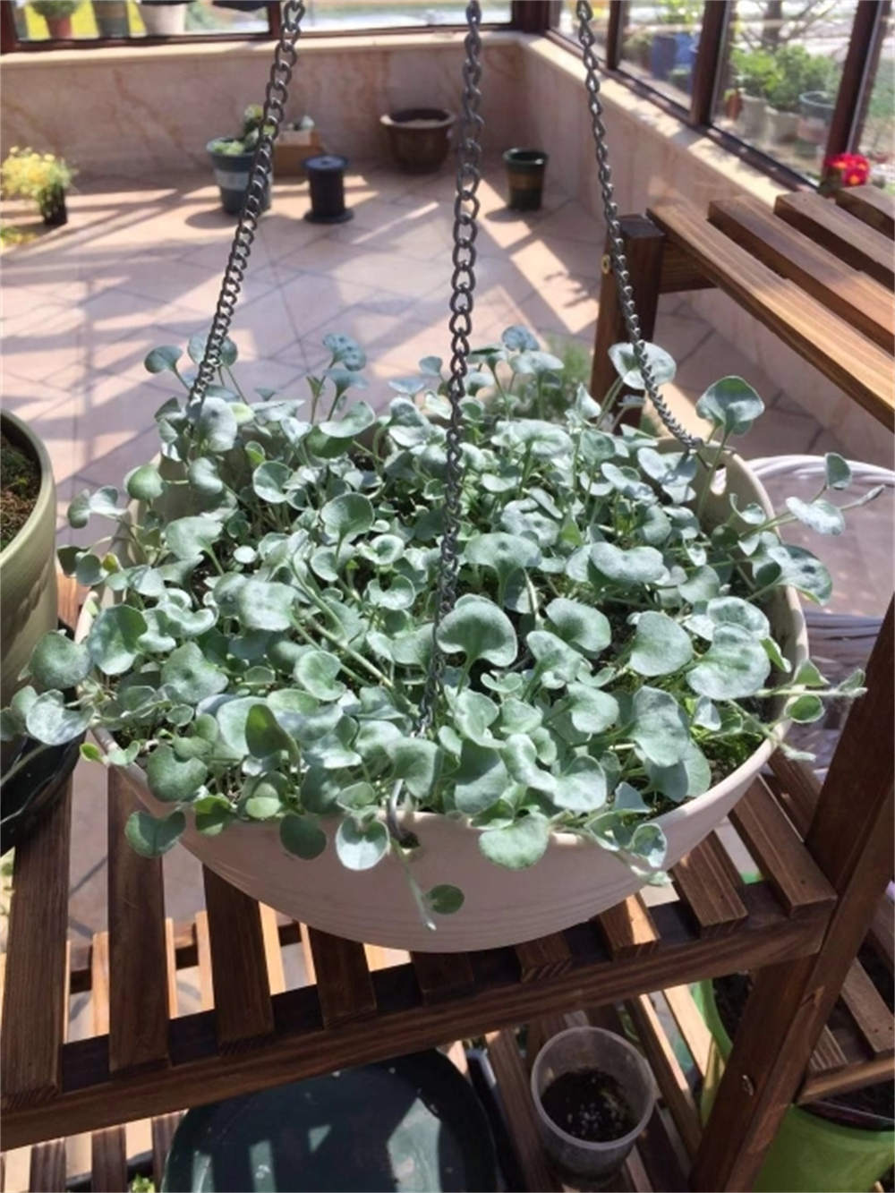 绿油油的马蹄——马蹄金(图2)