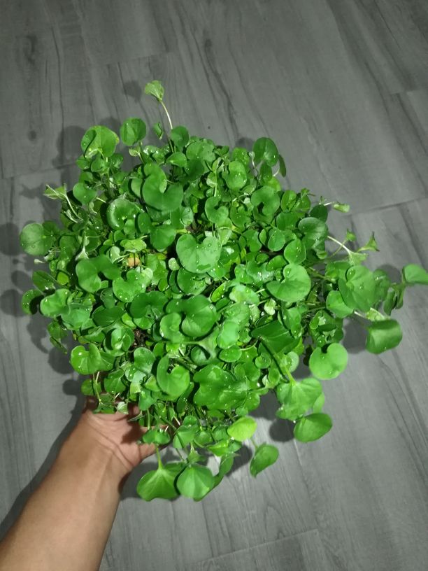 绿油油的马蹄——马蹄金(图3)