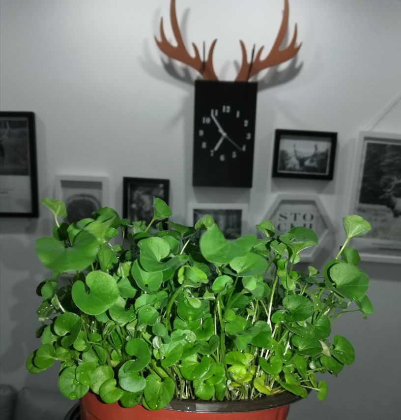 绿油油的马蹄——马蹄金(图4)