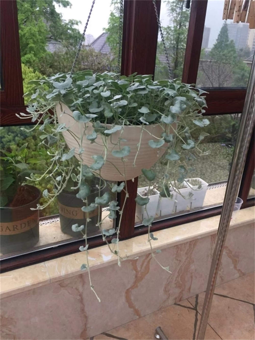 绿油油的马蹄——马蹄金(图5)