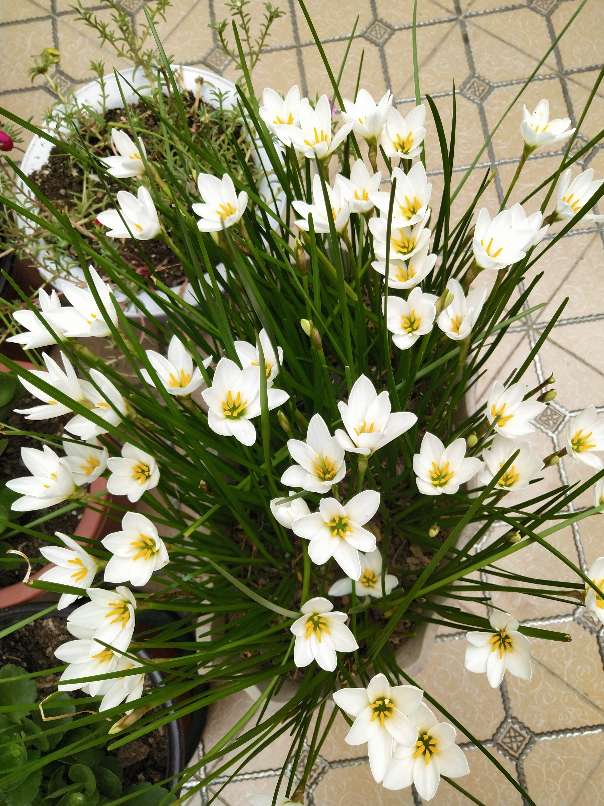 清秀的葱兰 - 功圣花卉