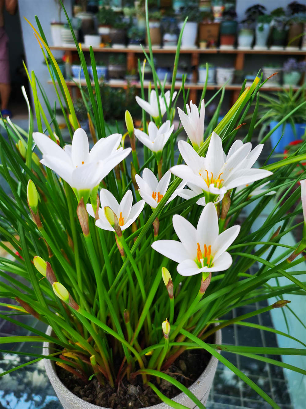 清秀的葱兰(图2)