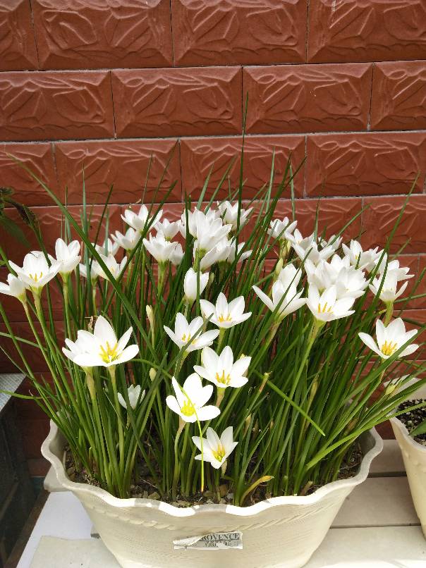 清秀的葱兰(图4)