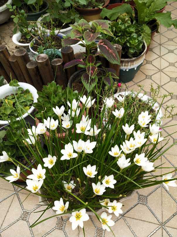 清秀的葱兰(图5)