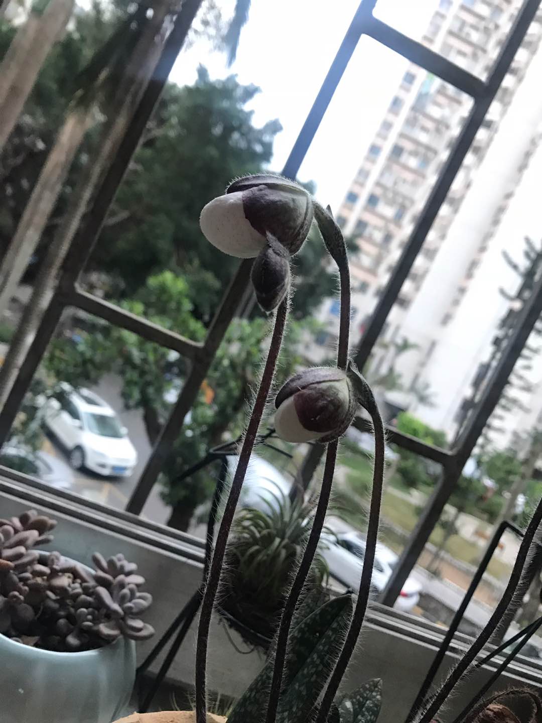 国王兜兰的盛世美颜 - 功圣花卉