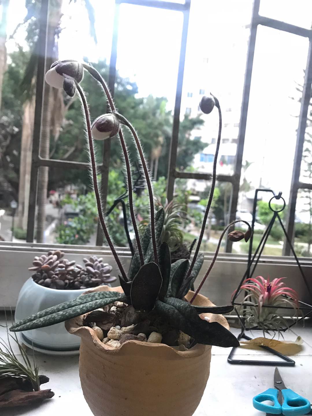 国王兜兰的盛世美颜(图2)