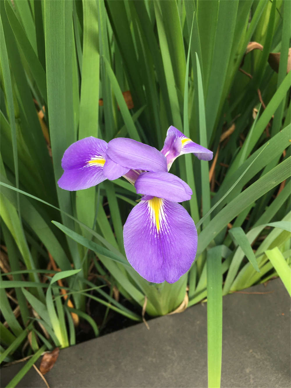 水生花菖蒲 - 功圣花卉