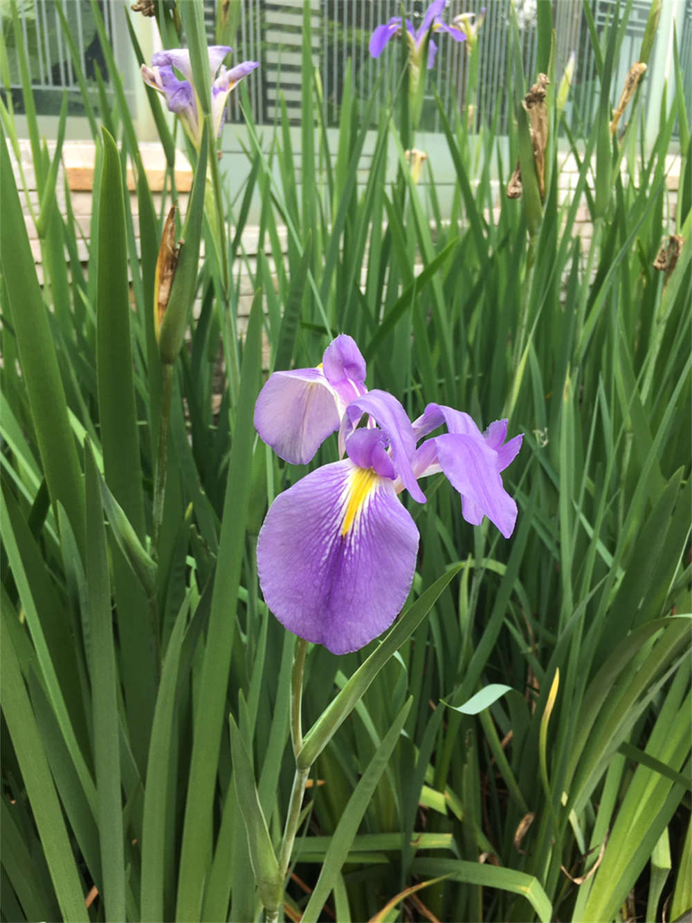 水生花菖蒲(图2)