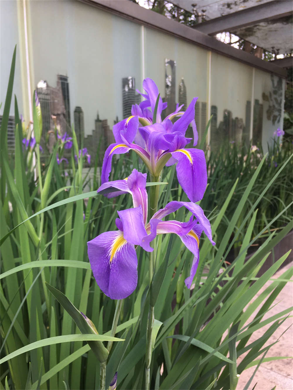 水生花菖蒲(图3)