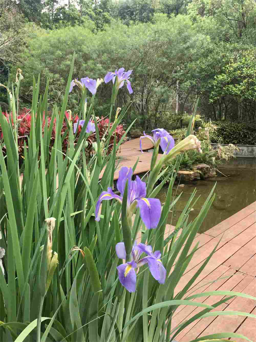 水生花菖蒲(图4)