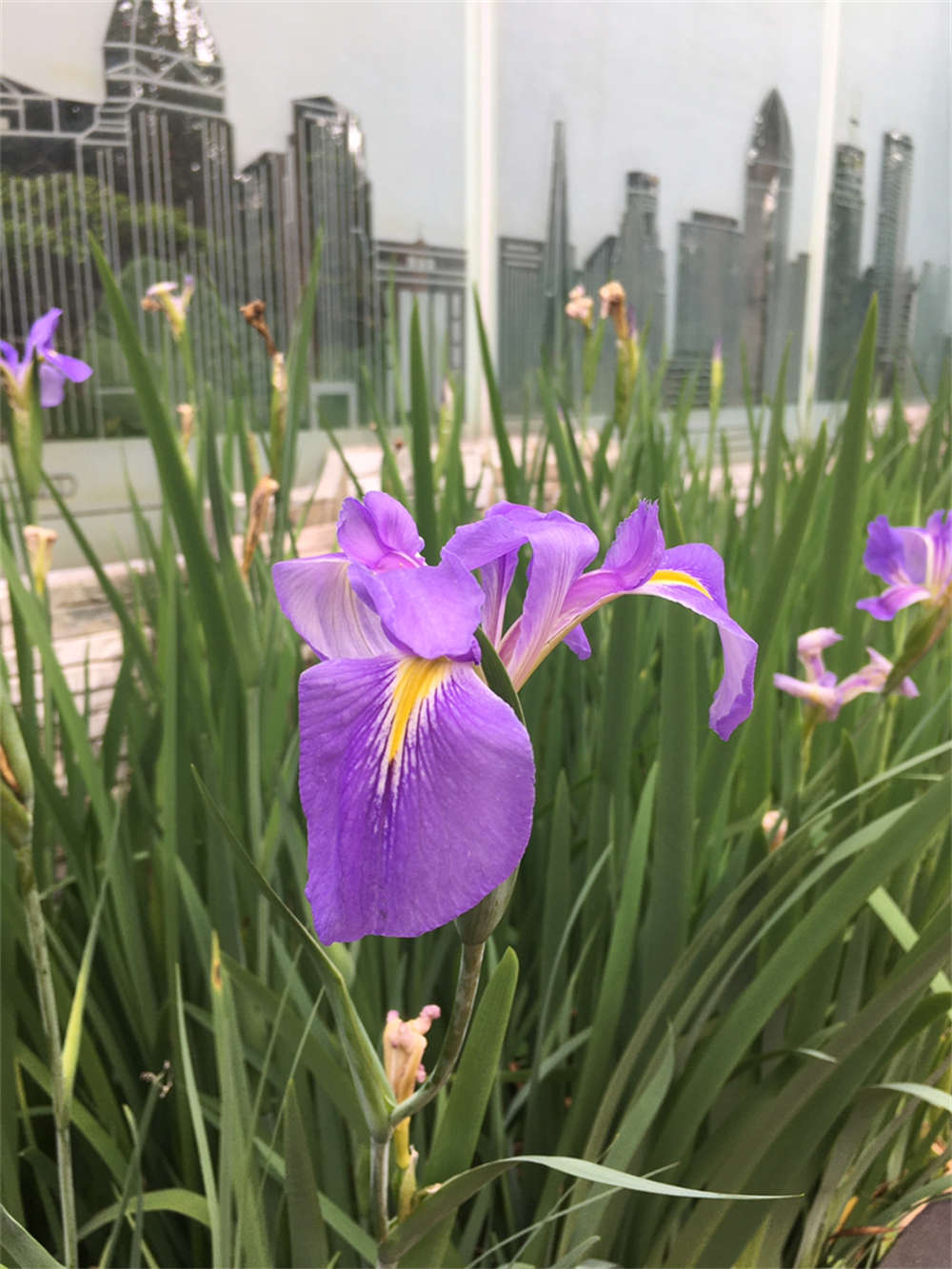 水生花菖蒲(图5)