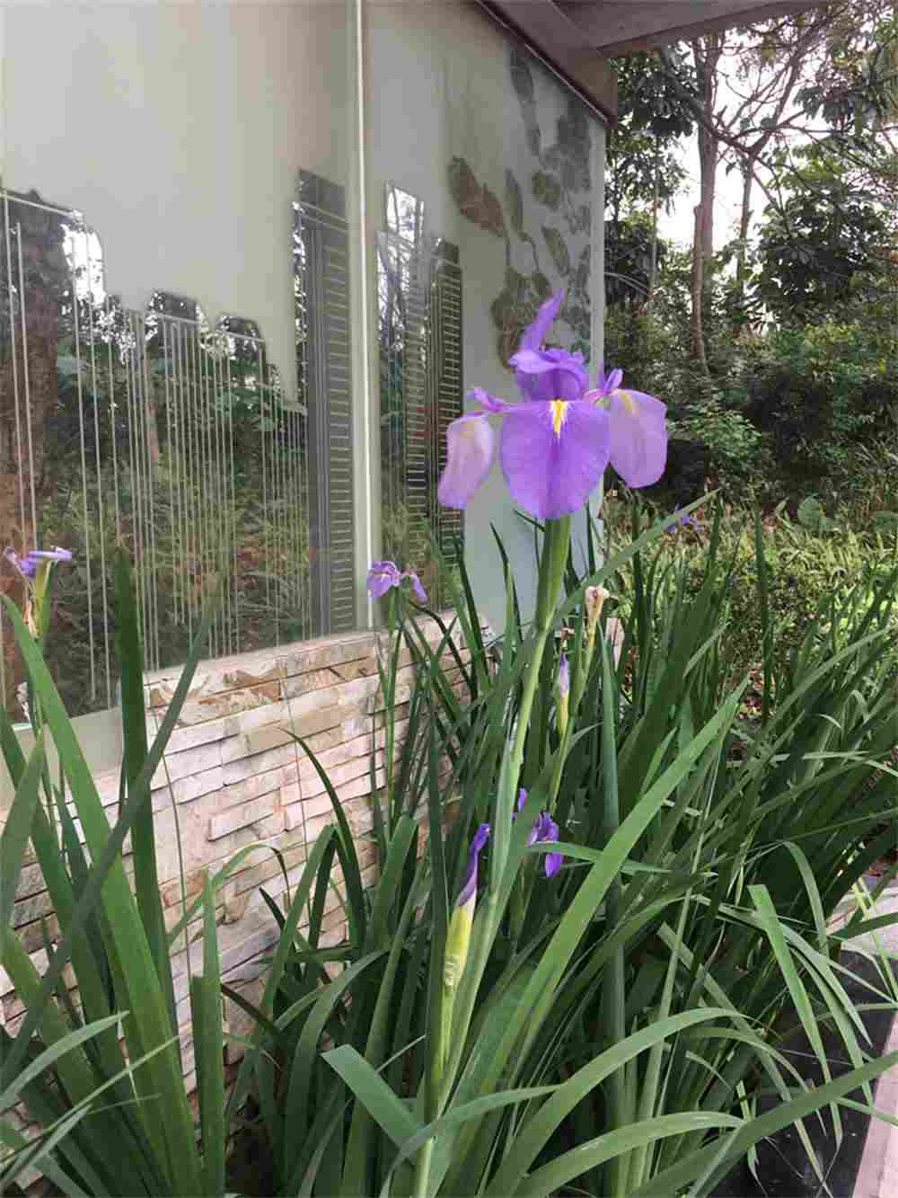 水生花菖蒲(图6)