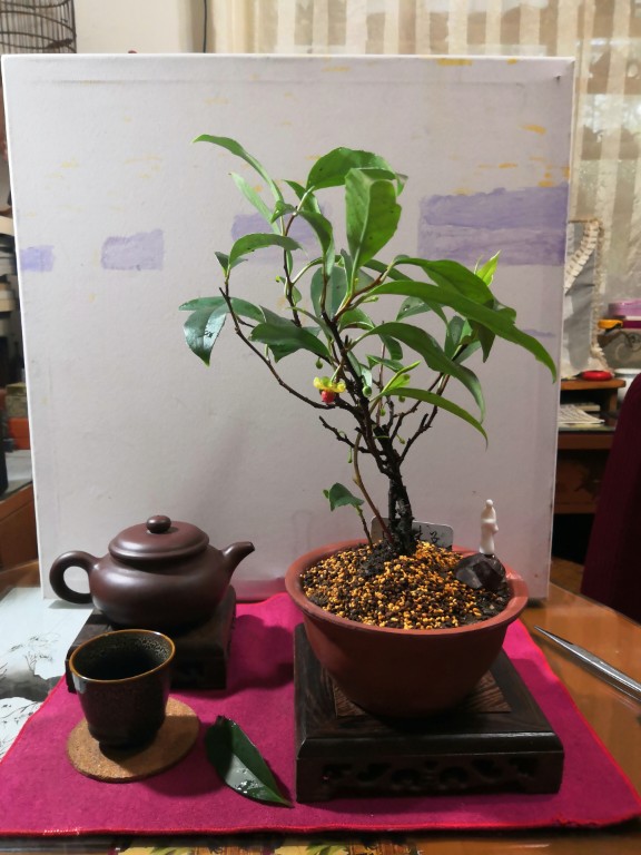 一串串的五味子 - 功圣花卉