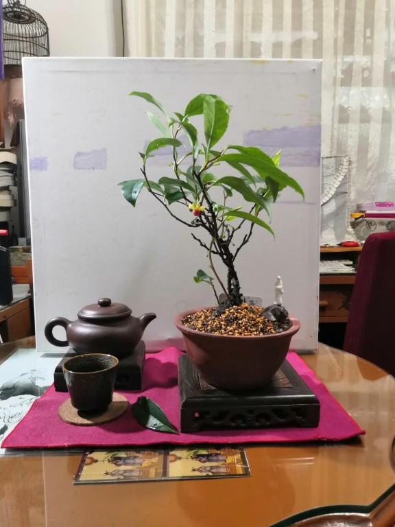 一串串的五味子(图2)