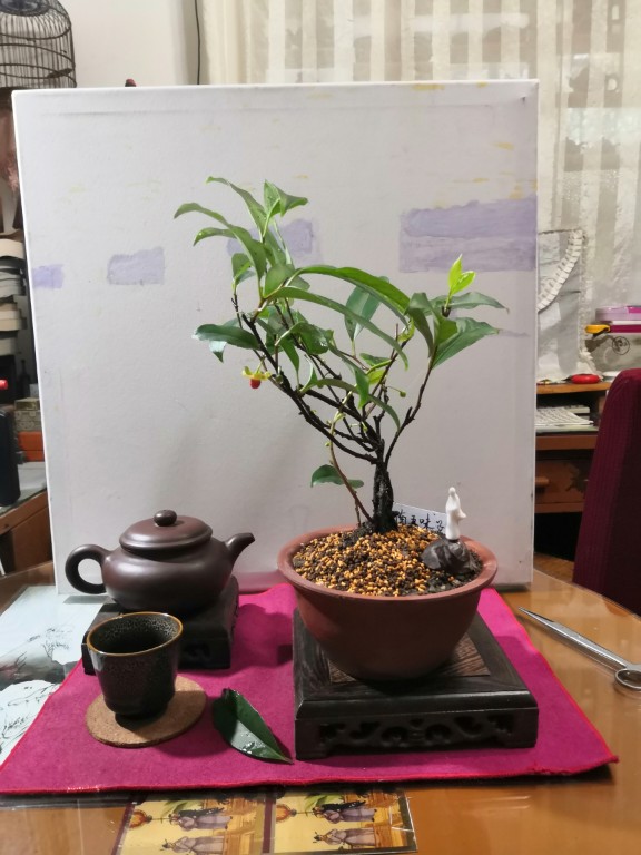 一串串的五味子(图3)