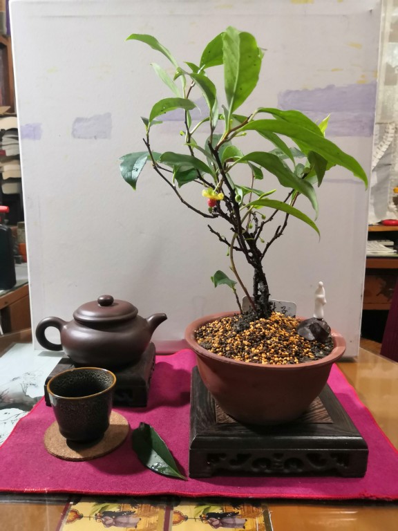 一串串的五味子(图4)