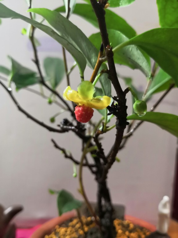 一串串的五味子(图5)