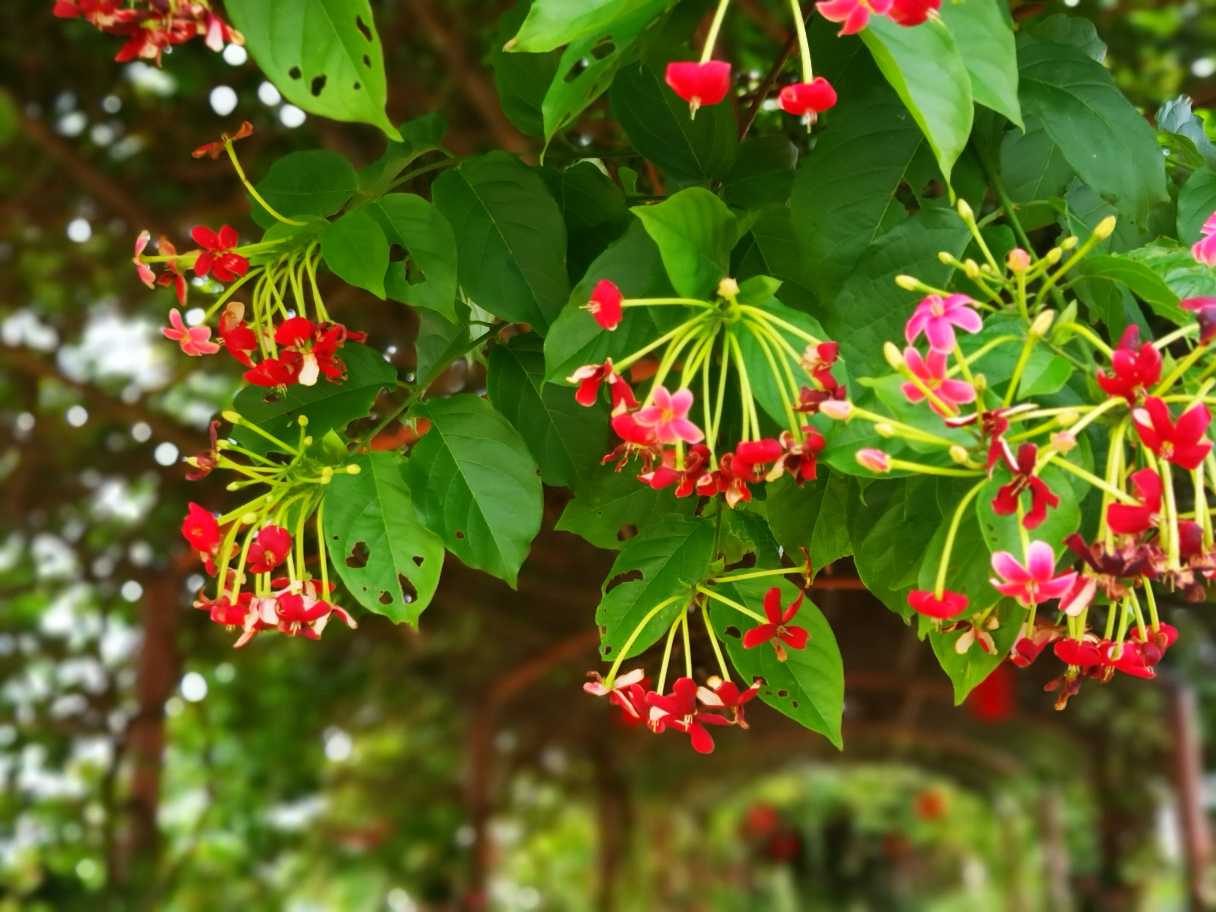 谦谦君子，温润如玉——使君子 - 功圣花卉