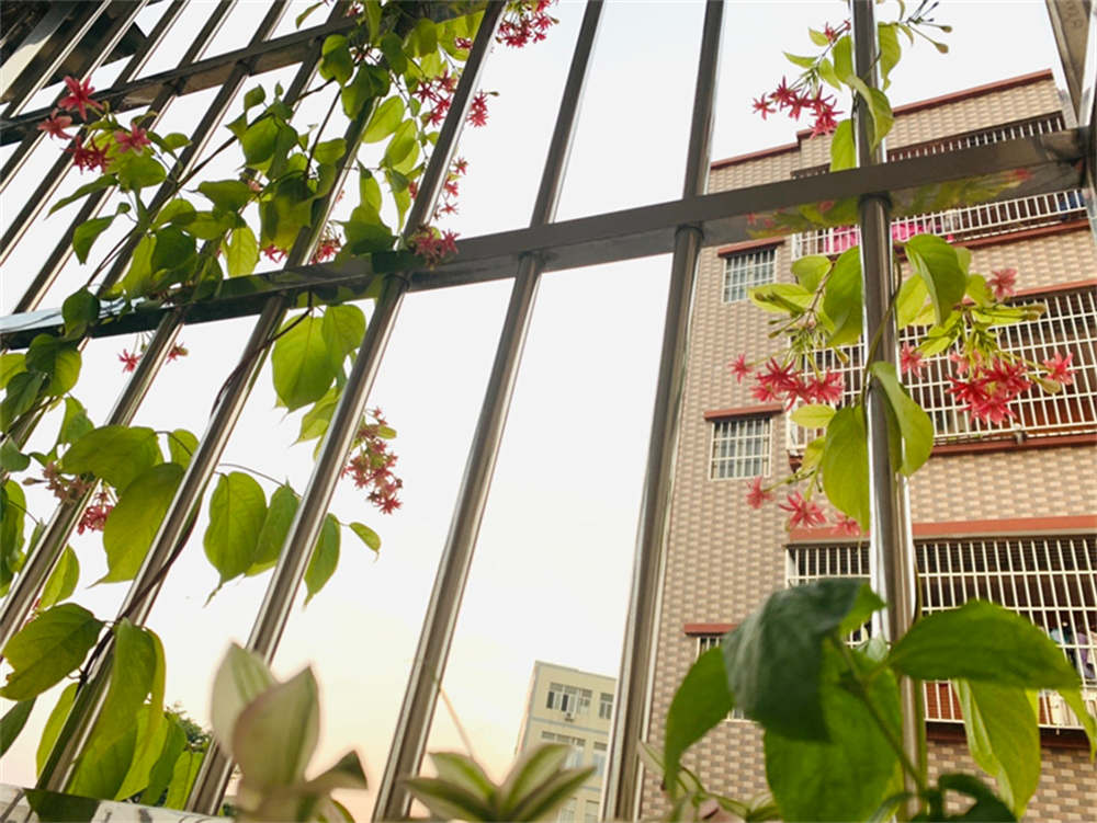 谦谦君子，温润如玉——使君子(图2)