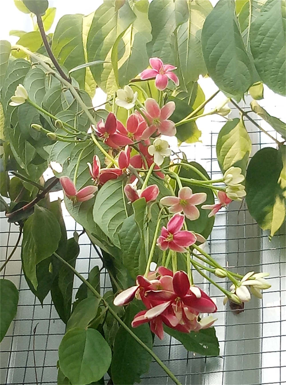 谦谦君子，温润如玉——使君子(图3)