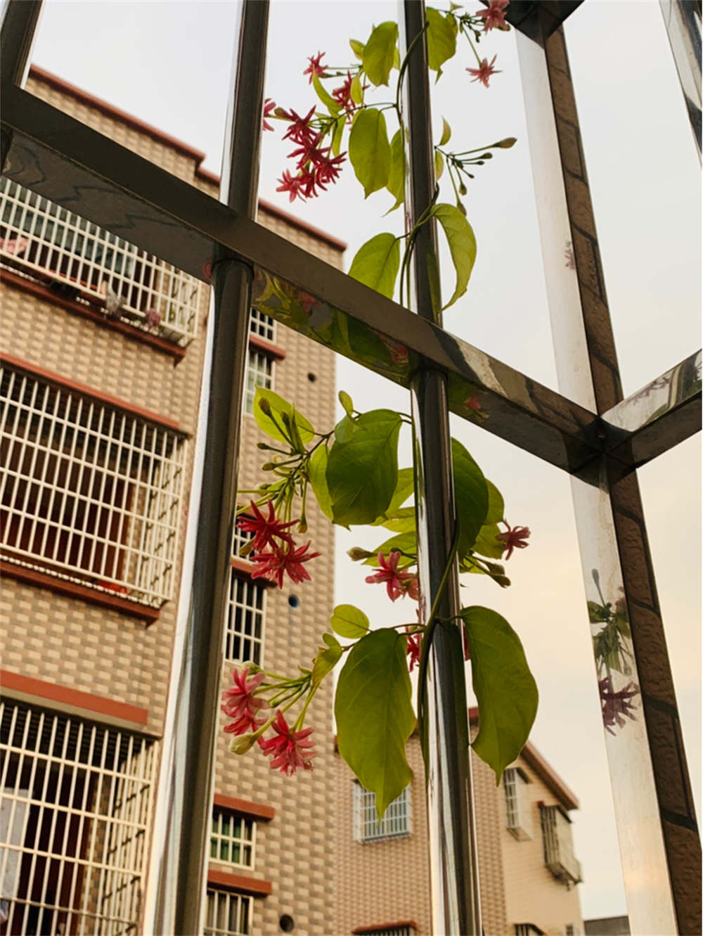 谦谦君子，温润如玉——使君子(图4)