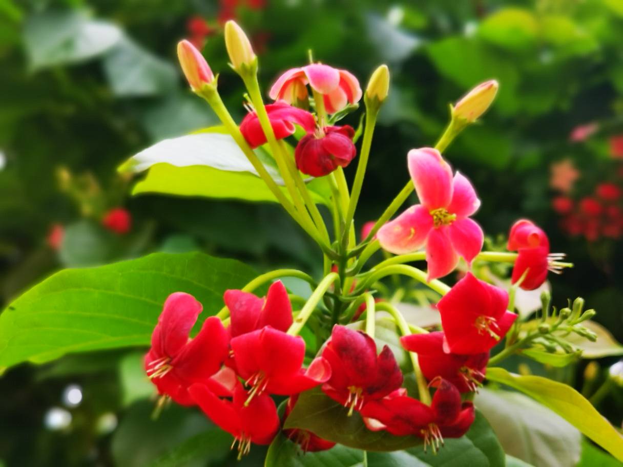 谦谦君子，温润如玉——使君子(图6)