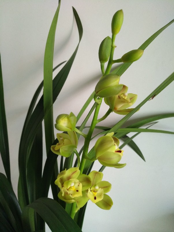 闪闪发光——绿宝石 - 功圣花卉