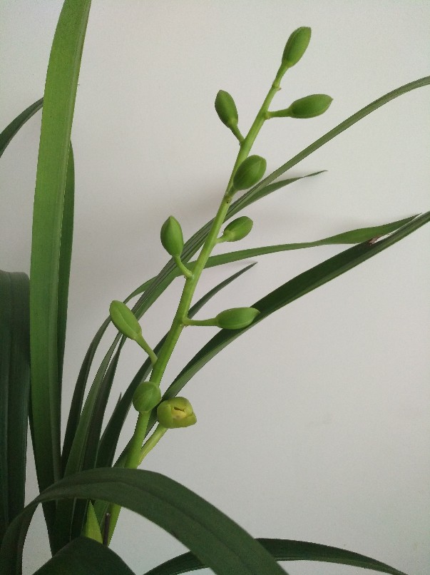 闪闪发光——绿宝石(图2)