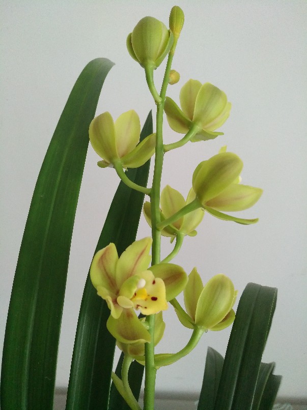 闪闪发光——绿宝石(图3)