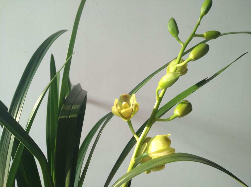 闪闪发光——绿宝石(图4)