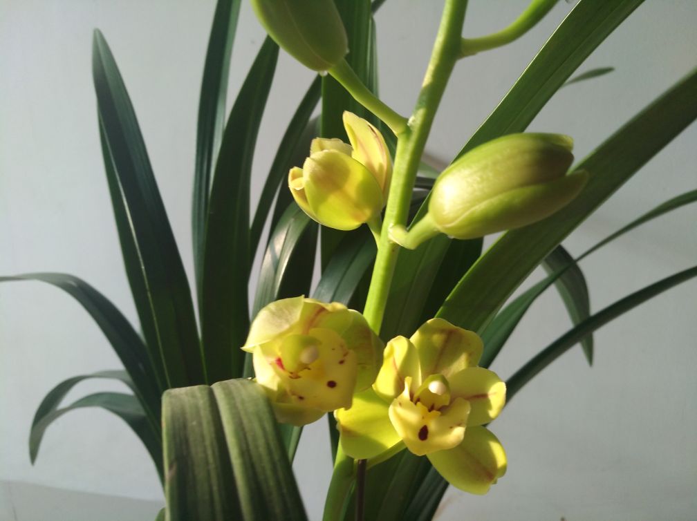 闪闪发光——绿宝石(图5)