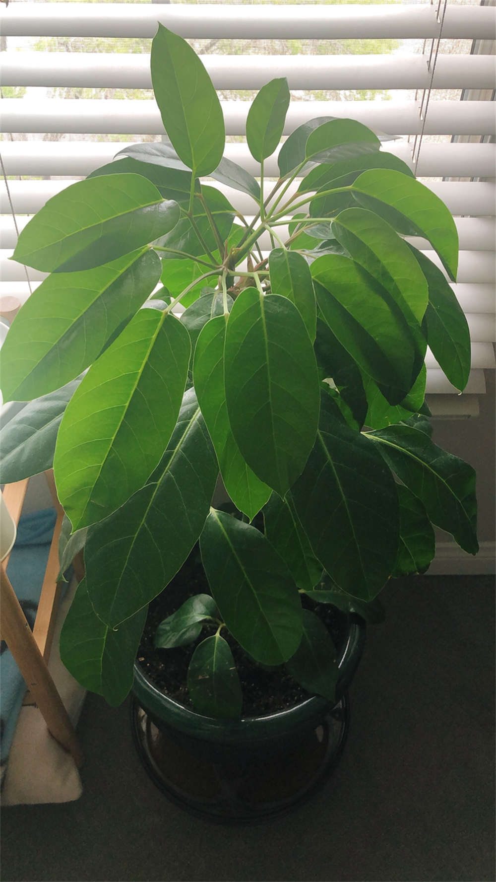 鹅掌藤图片 - 功圣花卉