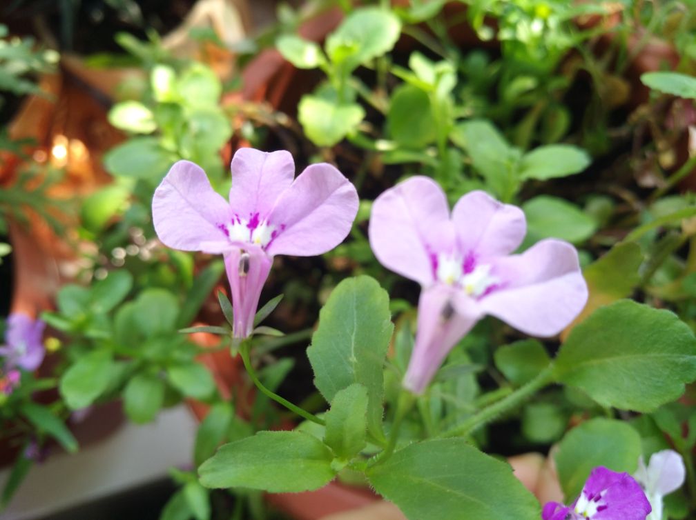 半朵莲花——半边莲(图3)