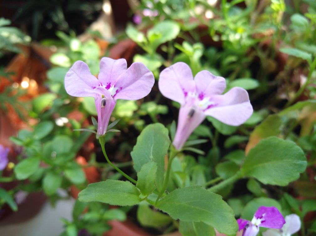 半朵莲花——半边莲(图4)