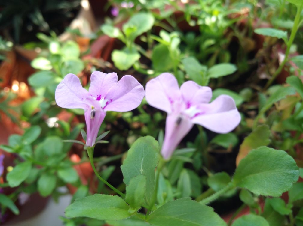 半朵莲花——半边莲(图6)