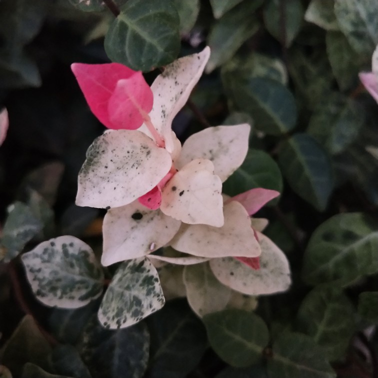 络石图片欣赏(图1)